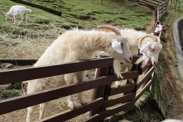 Obraz premium 六甲山牧場・山羊