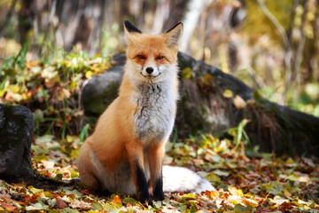 Red lion hunts in the forest.