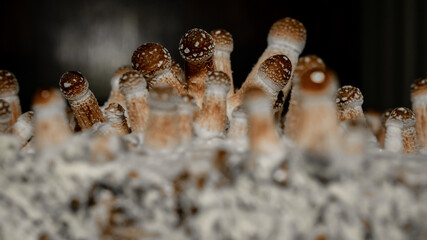 Growing Psychedelic mushrooms