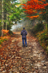 Fototapeta premium woman in the woods. tourist walking in the misty autumn forest