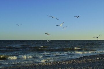 Seagulls at sunset over the sea