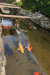 萩、藍場川の鯉