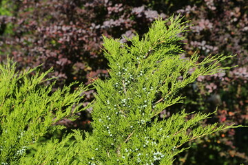 Bright colorful picture of Rose Glow barberry and Juniper growing in park. Green and purple nature background. 