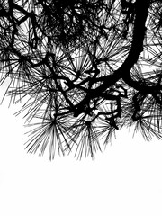 Silhouette of Japanese pine tree branch black and white