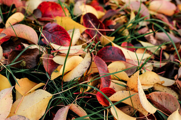 Autumn fallen bright colorful leaves. Seasonal background. The foliage of a pear tree. Selective focus.