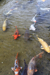 萩、藍場川の鯉