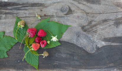 raspberries on wood background, diffrent stages of raspberry life presented