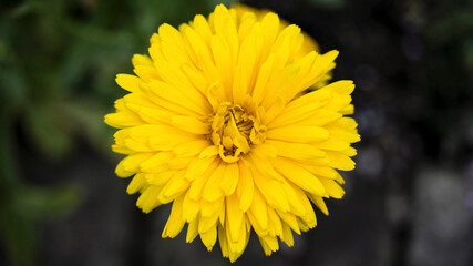 A bright yellow Calendula flower
