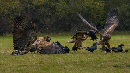 White Tailed Eagle (Haliaeetus albicilla) in flight. Also known as the ern, erne, gray eagle,...