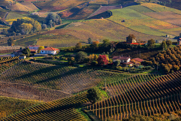 Autumnal vineyards of Langhe in Piedmont, Italy.