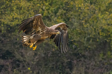 White Tailed Eagle (Haliaeetus albicilla) in flight. Also known as the ern, erne, gray eagle, Eurasian sea eagle and white-tailed sea-eagle. Wings Spread. Poland, Europe. Birds of prey.