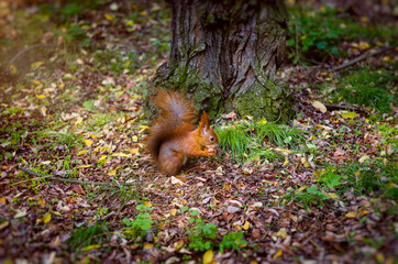 red fluffy squirrel gnaws a nut in the autumn forest