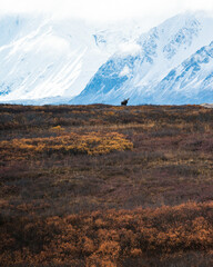 Fototapeta premium Bull moose silhouetted against Alaskan mountains
