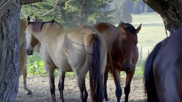 chevaux  4k