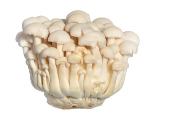 White shimeji mushrooms isolated on white background