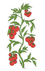 Tomato vegetable plant. Solanum lycopersicum. Vector hand drawn color sketch. Green leaves. Brightly red colored fruits. Fat bush.