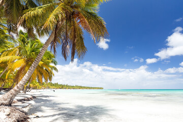 Coconut palm trees on white sandy beach on caribbean island Saona