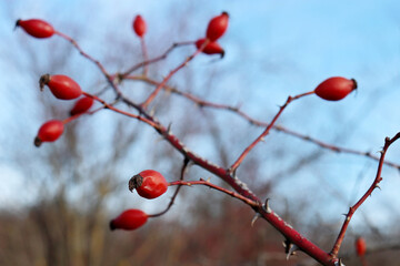 Red rosehip berries on bush growing in autumn forest. Ripe medicinal fruits of briar, healing plants