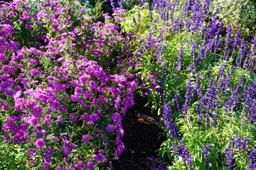 Herbstliches, sonniges Blumenbeet im Treptower Park in Berlin
