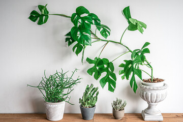 Home decoration, Rhaphidophora Tetrasperma or Mini monstera tree, Cactus and Euphorbia tirucalli Linn plant in a house.
