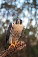 rapace sur la branche