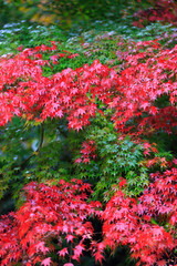 岩見銀山の紅葉