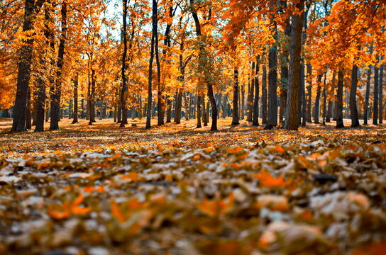 autumn time - eyes charm.