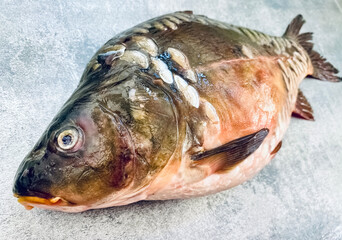 Fresh mirror carp fish on the kitchen table. Live fish. Close up © Mariya Medvedeva