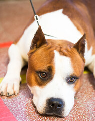 brown thoroughbred American Pit Bull Terrier dog