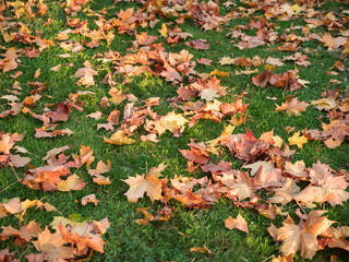 Maple leaves on green grass at autumn park. Fall nature