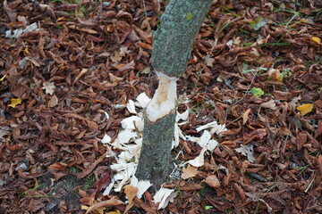 Frischer Biberverbiss an einem Baumstamm