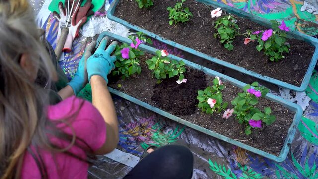 Overhead View Of Mature Woman Putting Mulch On Container Garden Window Box With Flowers.