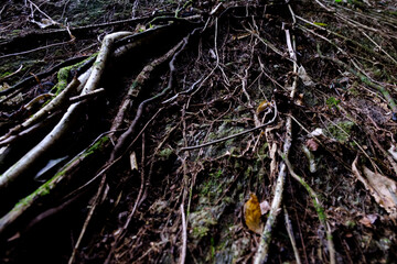 roots in the forest