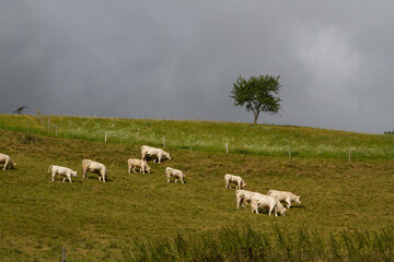 Cows on a field in Alsace France