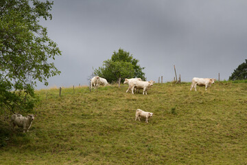 Cows on a field in Alsace France