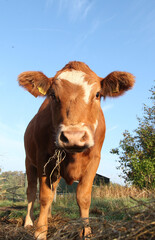 Fototapeta premium Cows on a field in Denmark Scandinavia