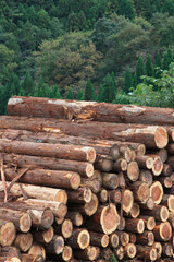 材木の丸太