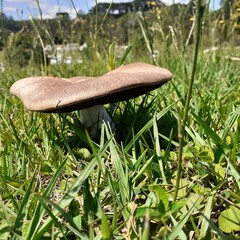 mushrooms in the grass