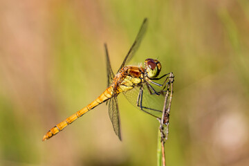 Common Female Darter Dragonfly resting on a pond twig. Northumberland, North East England