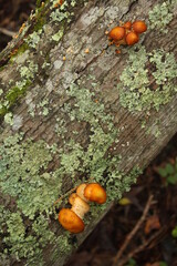 Autumn fungi
