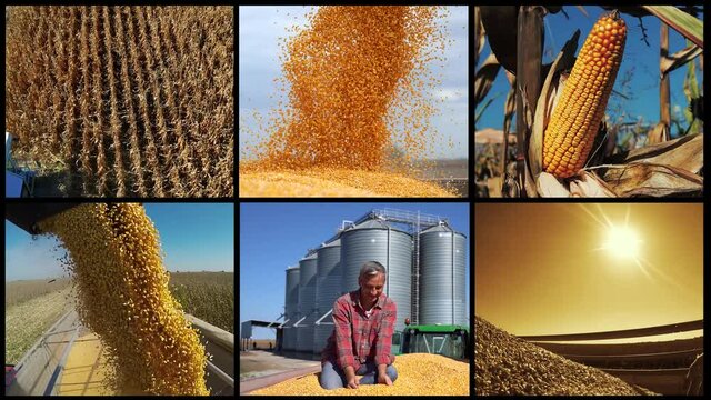 Corn Harvest Conceptual Video Wall - Montage of Clips Showing Harvesting and Storage of Grain Corn