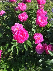 A Garden Full of Red Peonies