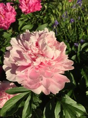 Pink Peony in Close-Up
