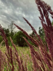 Obraz premium grass and sky
