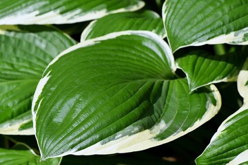 Zielono-białe liście funkii (Hosta) © Lancan