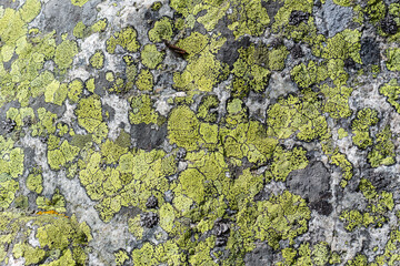 Part of a old stone wall, for background or texture.
