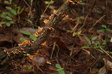Nature  colors