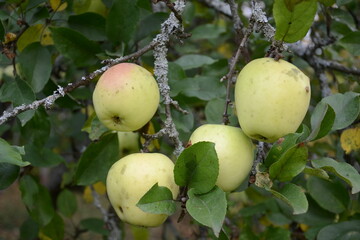 apples on tree