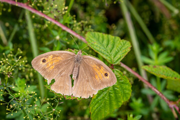 Obraz premium Old Meadow brown (Maniola jurtina)