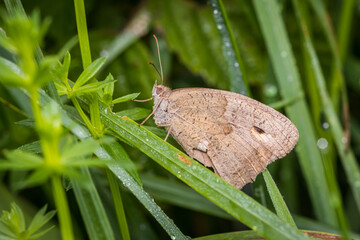 Old Meadow brown (Maniola jurtina)